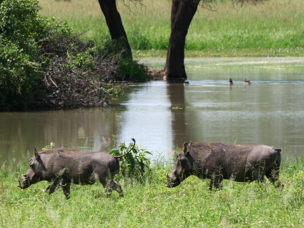 2 dni Tarangire i Jezioro Manyara