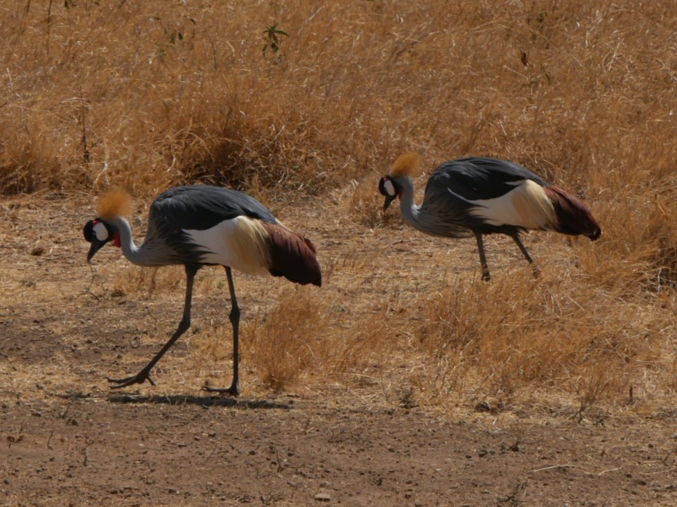 3 dni Trangire, Krater Ngorongoro i Jezioro Manyara